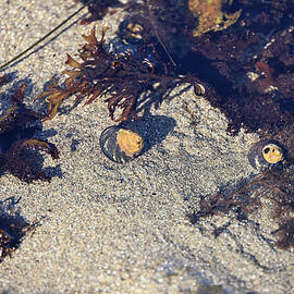 Tide pool snails walking in the sand by Jeff Swan