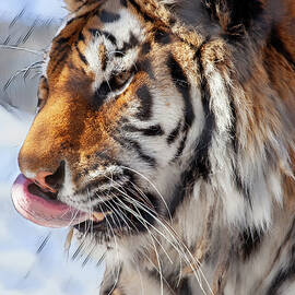Tiger Art by Karol Livote