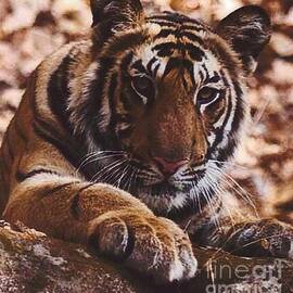 Tiger by Deacon Jameson