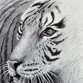 Tiger Emerging by Rick Hansen