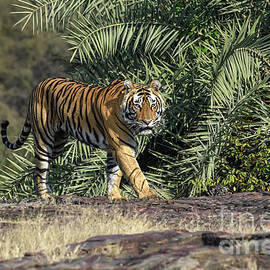 Tiger in the forest by Pravine Chester