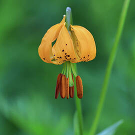 Tiger lily in bloom by Jeff Swan