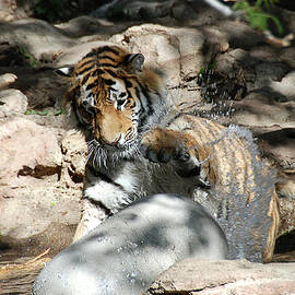 Tiger Play Splash by Katherine Nutt