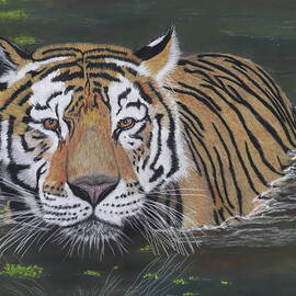 TIGER SWIMMING pastel by Dreamz -
