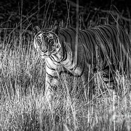 Tigress in the grass by Pravine Chester