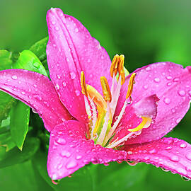 Tiny Icon Asiatic Lily by Marcia Colelli