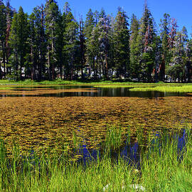 Tioga Road Wetlands - Yosemite National Park by Glenn McCarthy Art and Photography