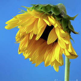 Tired Sunflower by Mariarosa Rockefeller