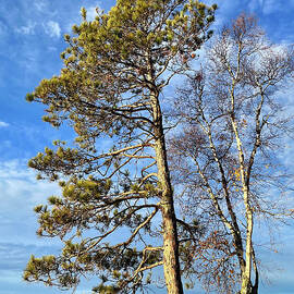 Towering Norway Pine by Ann Brown