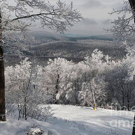 Tracks In The Snow by Lois Bryan