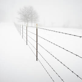 Tree and Fence in Julian Snow by William Dunigan