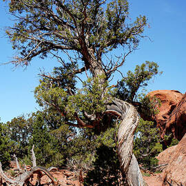 Tree at Navajo Arch Arches National Park by Bob Phillips