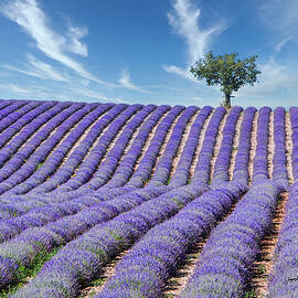 Tree in Provence