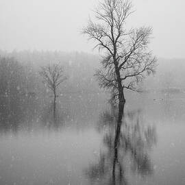 Tree in the water by Martin Vorel Minimalist Photography