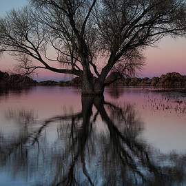 Reflecting Tree in Watson Lake, Arizona by Dave Wilson