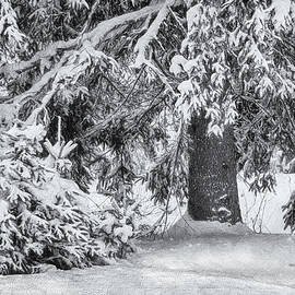 Tree in Winter by Andrew Wilson
