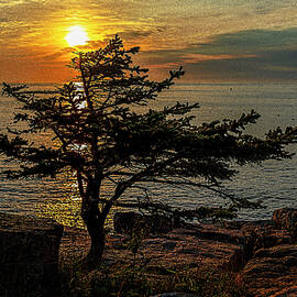 Tree Silhouette At Schoodic by Marty Saccone