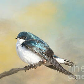 Tree Swallow on Branch 02 by Elisabeth Lucas