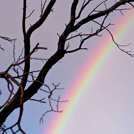 Tree With A Side Of Rainbow by Bonnie See