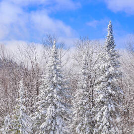 Trees Covered in Snow by Alana Ranney