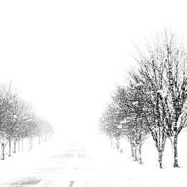 Trees in a Winter Storm - BW by Brian Shaw