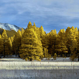 Trees in Flagstaff by Jon Glaser