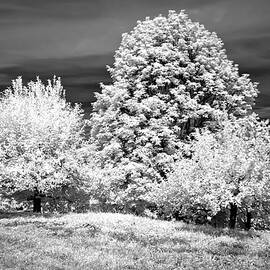 Trees in Infrared by Anthony Sacco