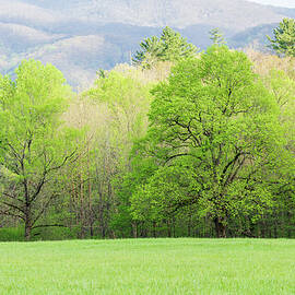 Trees in Spring Green Color by Lindley Johnson