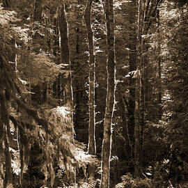 Trees in the Forest. Olympic National Park by Connie Fox