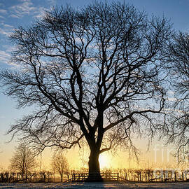 Trees in the Frost and Mist on the Cotswold Way in January by Tim Gainey
