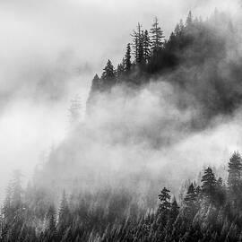 Trees in the Mist, Vancouver Island by Lars Olsson