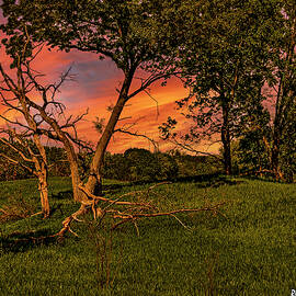 Trees on a Glacial Moraine Late Afternoon by Roger Passman