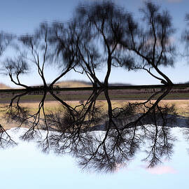 Trees Reflected in Pond by Michael Riley