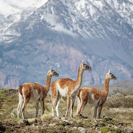 Tres Amigos Patagonia Argentina by Joan Carroll