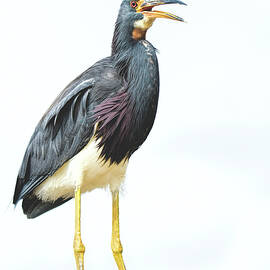 Tricolored Heron 3665