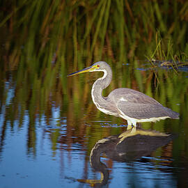 Tricolored Heron Enjoys the Sunset by Mark Andrew Thomas