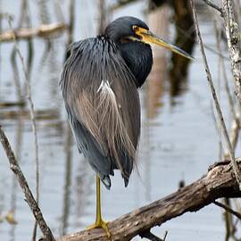 Tricolored Heron Photo Shoot1 by Heron And Fox