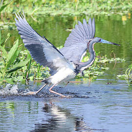 Tricolored Heron Splash by Marlin and Laura Hum