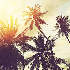 Tropical beach background with palm trees silhouette at sunset. Vintage effect.  by Julien