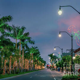 Tropical Christmas in Venice, Florida by Liesl Walsh