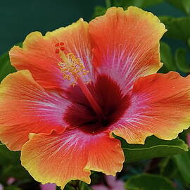 Tropical Hibiscus 'Mrs Jimmy Spangler' by Lyuba Filatova