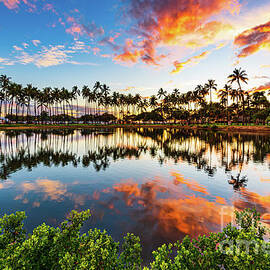 Tropical Palm Tree Row Sunset Reflections by Phillip Espinasse