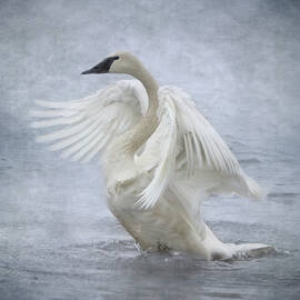 Trumpeter Swan - Misty Display by Patti Deters
