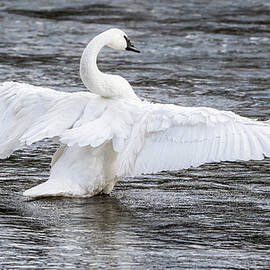 Trumpeter Swan Yellowstone National Park 2