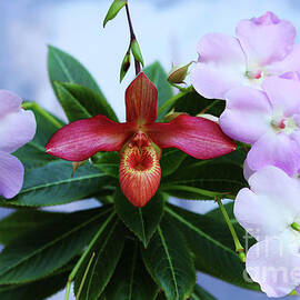 Trying My Impatiens by Michael May