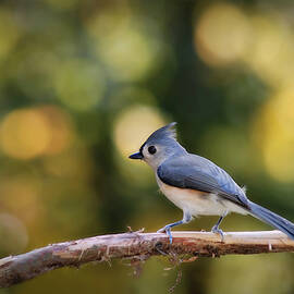 Tufted Titmouse with Autumn Bokeh by Marilyn DeBlock