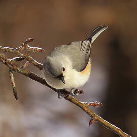 Tufted Titmouse On Ice by Rebecca Grzenda