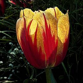 Tulip 73 by Jean Bernard Roussilhe