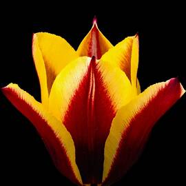 Tulip Aglow by Linda Stern