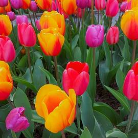 Tulip Festival Colorful Array by Marlin and Laura Hum